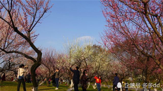 青山公園梅花山梅花盛開迎新年