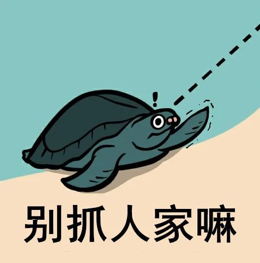 漫说民法典第七期|一只猪鼻龟的奇幻之旅(下)