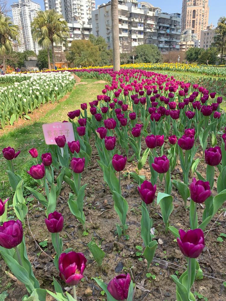 品鬱金香哪裡好,數溫州馬鞍池公園