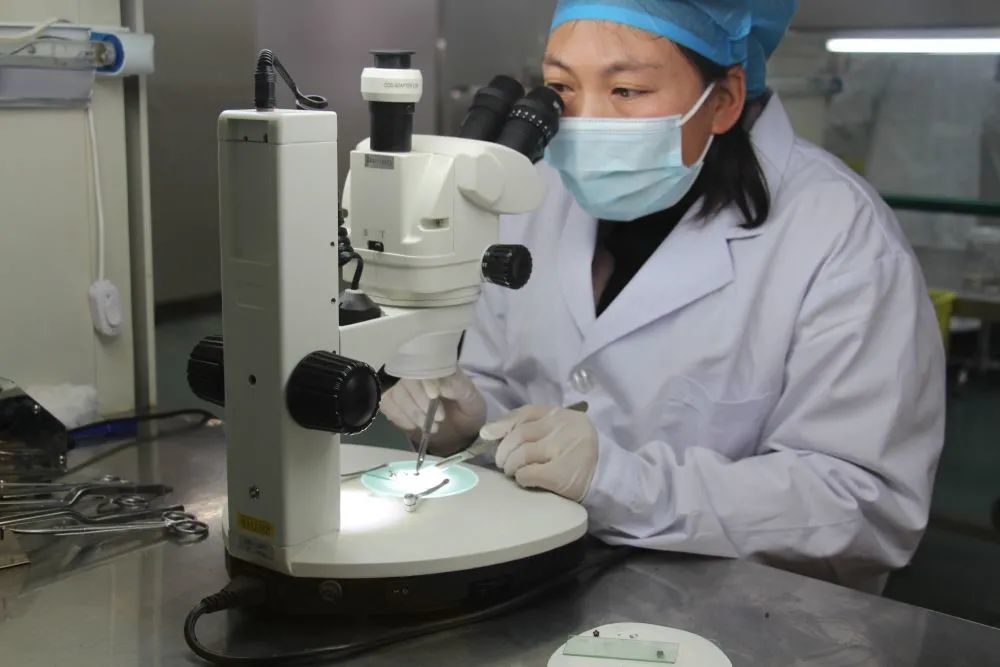 在组织培养操作间,操作员双手携作专用工具,在显微镜下进行茎尖剥离