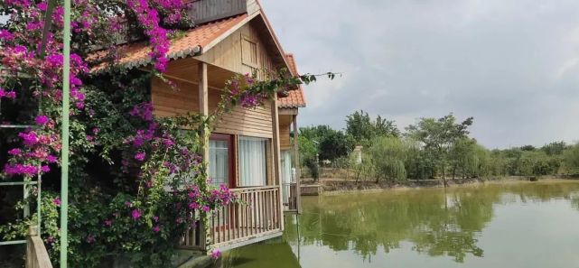 杏花賞花指南|客家杏花村國家aaa級旅遊景區 萬畝杏花即將迎來盛花期