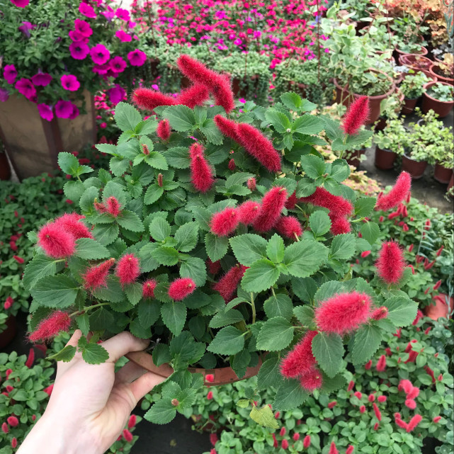 奇异植物欣赏—猫尾红,花型似猫尾,花色红艳,给点阳光就开花!