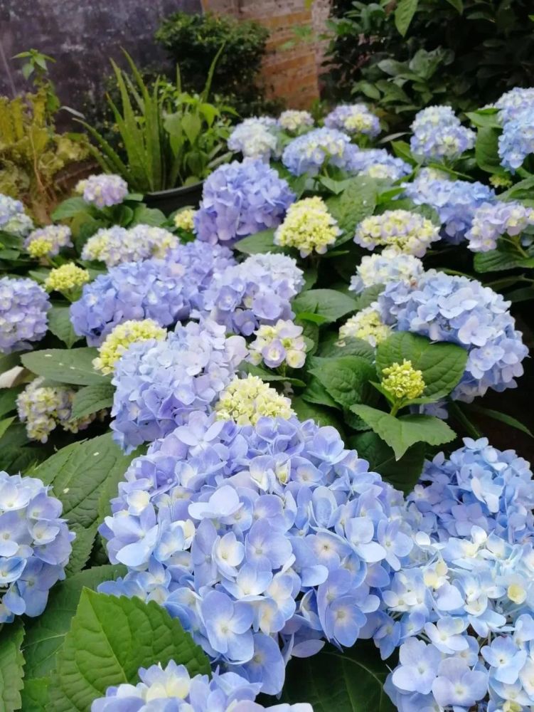 过年云赏花丨50 位花友的爆花经验,一篇全给你