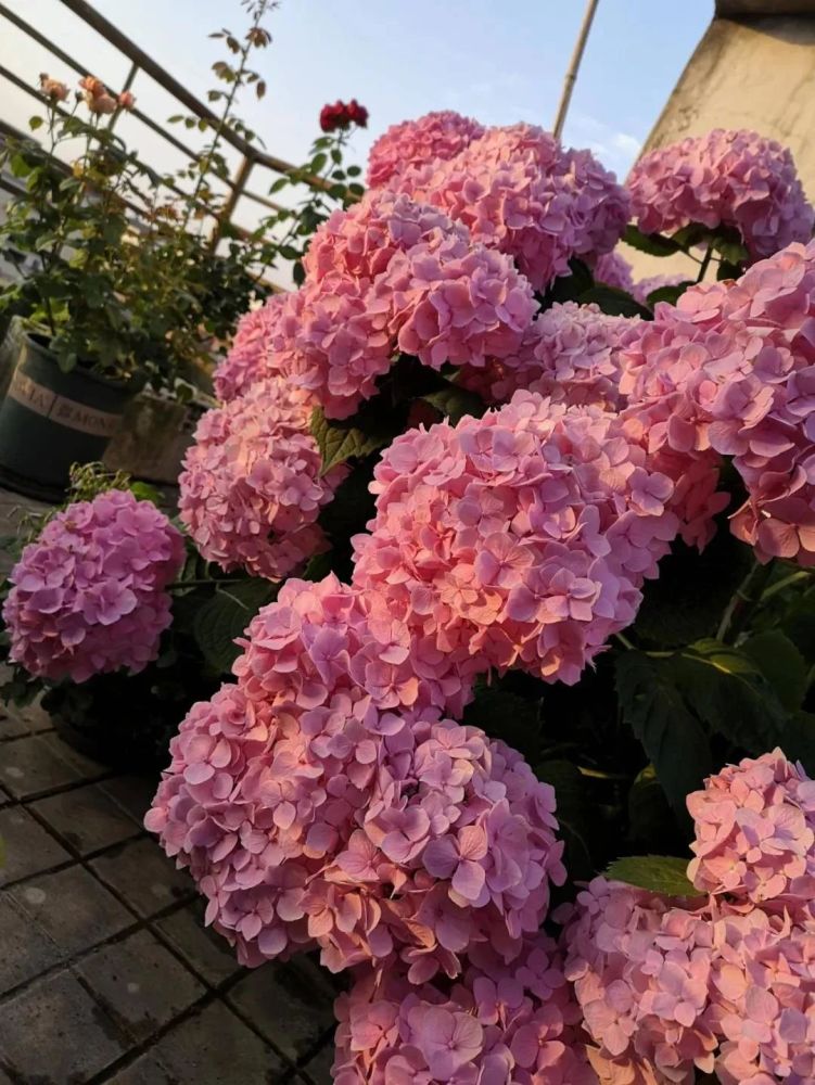 过年云赏花丨50 位花友的爆花经验,一篇全给你