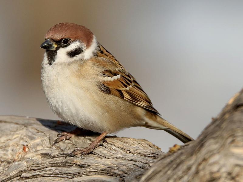 我国麻雀几近灭绝,从苏联进口百万"救场",本土麻雀一蹶不振?_腾讯新闻