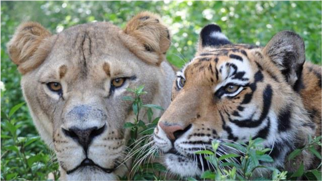 自然发展下去狮子和老虎可能形成完全的生殖隔离吗