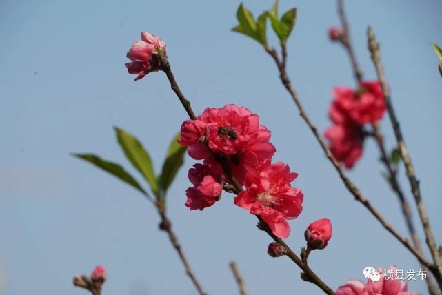 桃花灼灼迎春發滿城俱是看花人