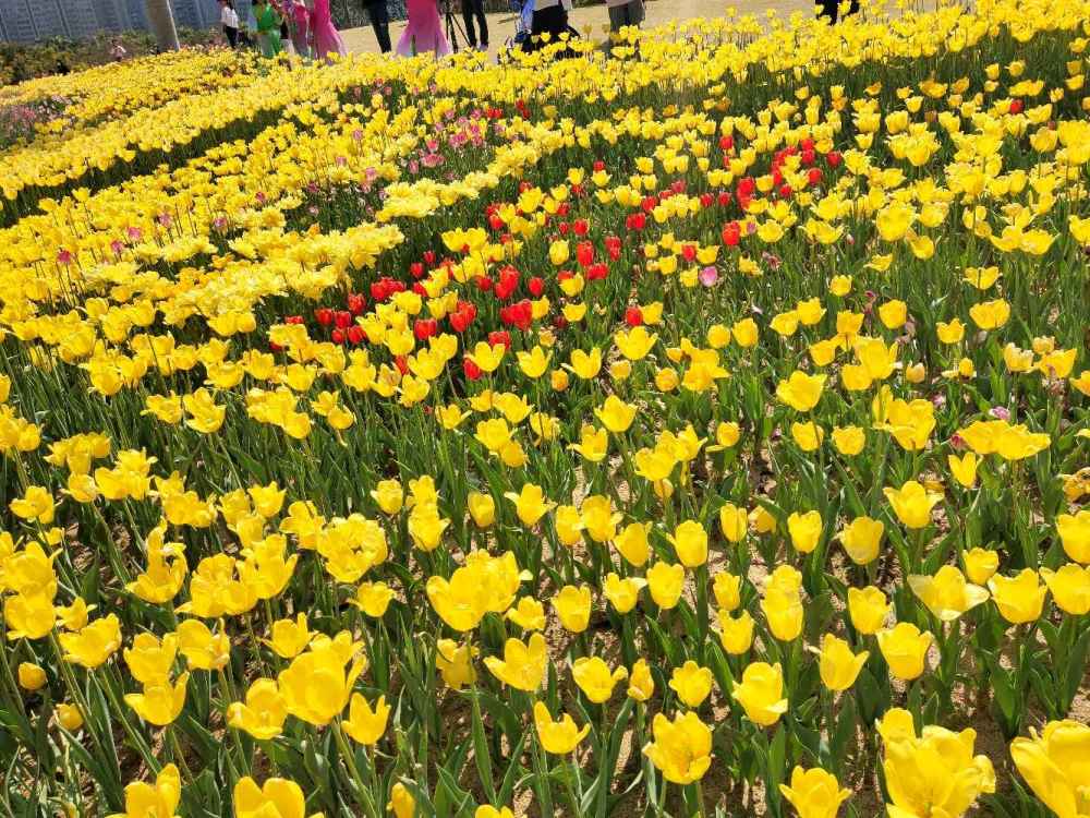 深圳春天百花爭豔鬱金香別樣盛開香蜜公園賞花