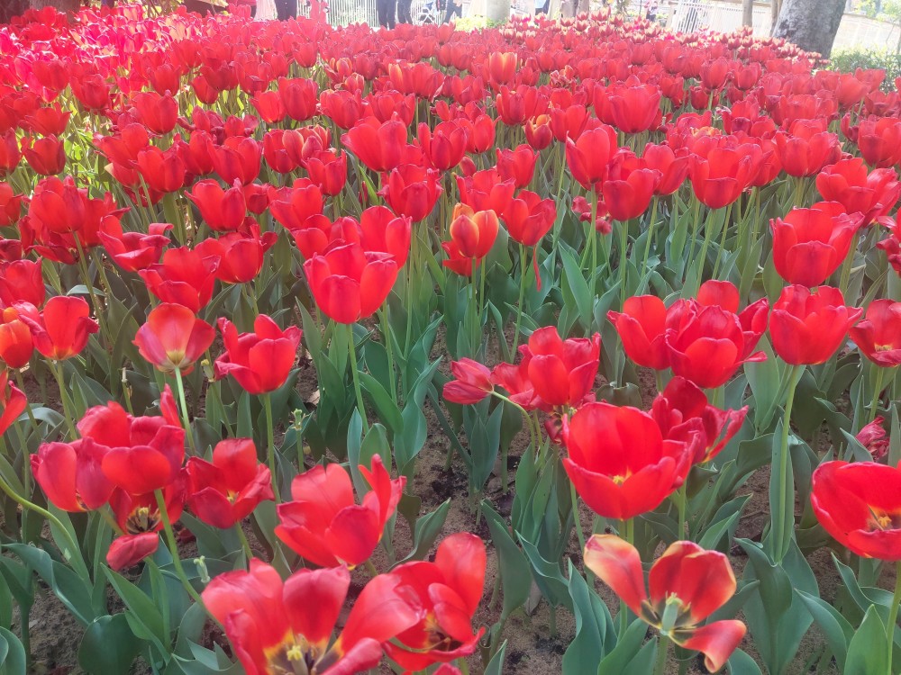 深圳春天百花爭豔鬱金香別樣盛開香蜜公園賞花