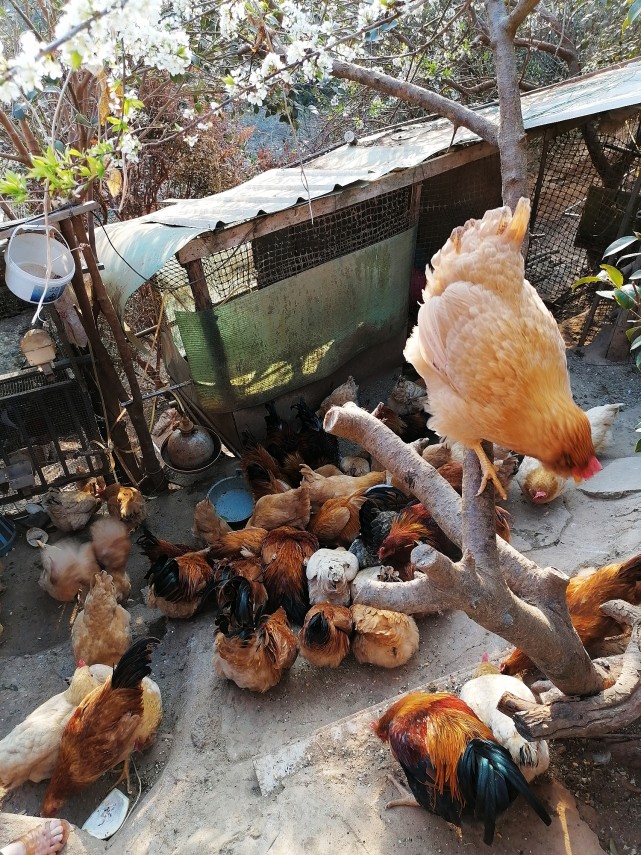 公公冒雨宰鹅,用老一辈的传统家风影响着下一辈的作风