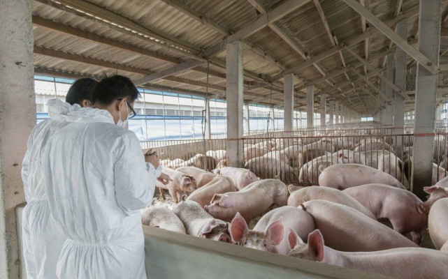 华为智慧养猪姗姗来迟大厂为何都想要投身养猪