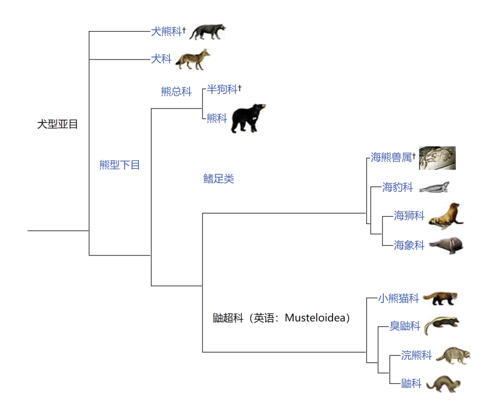 大熊猫|以前四川遍地老虎，为何没有吃掉熊猫，打不过吗？熊猫：咱会卖萌