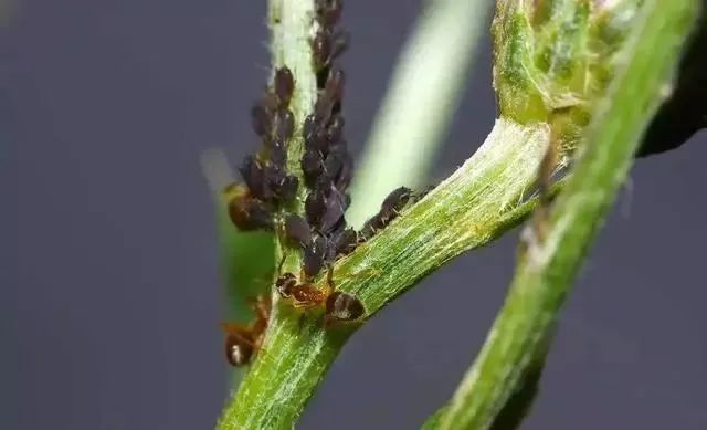 蚜虫身体部位图图片
