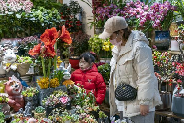 上海 新年花市俏 上海 花市 上海虹桥