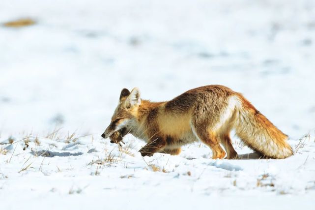 雪地生靈丨赤狐——新增為國家二級重點保護野生動物