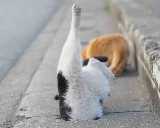 放到了网上,但这张照片比较特殊,看上去就像是一只猫咪在倒立着睡觉