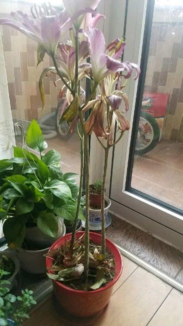 的,多是苗圃调控出来的反季花,正常百合到了秋冬是会枯萎落叶休眠的