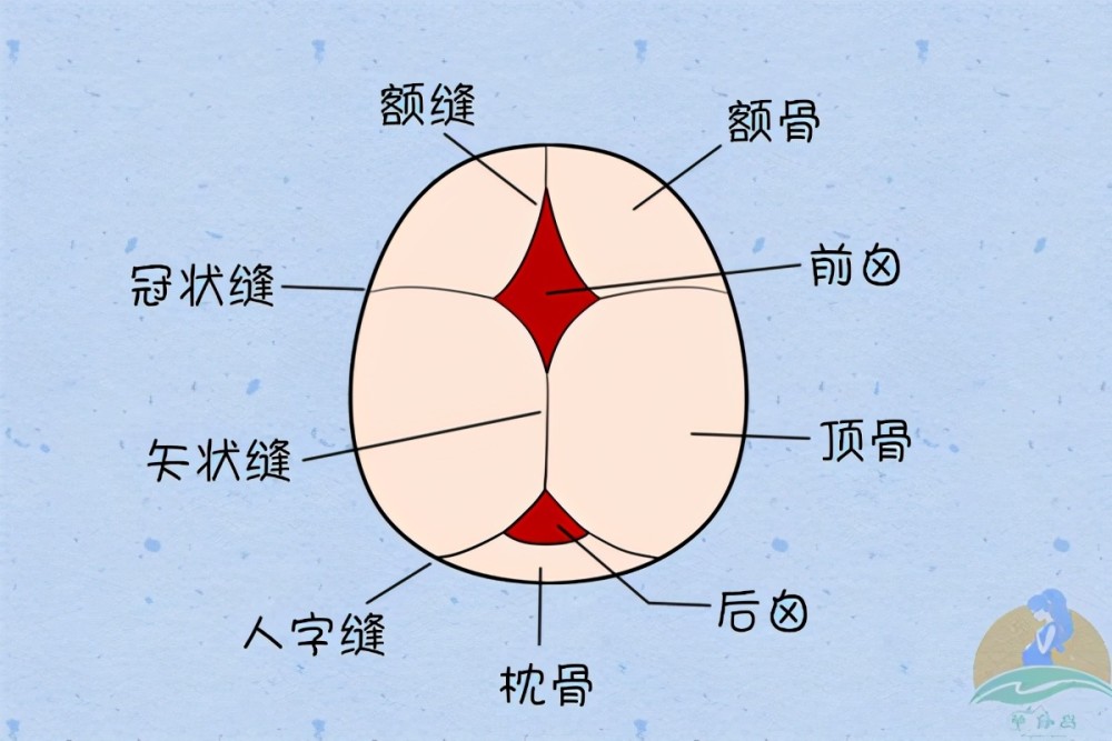 正常宝宝冠状缝图片图片