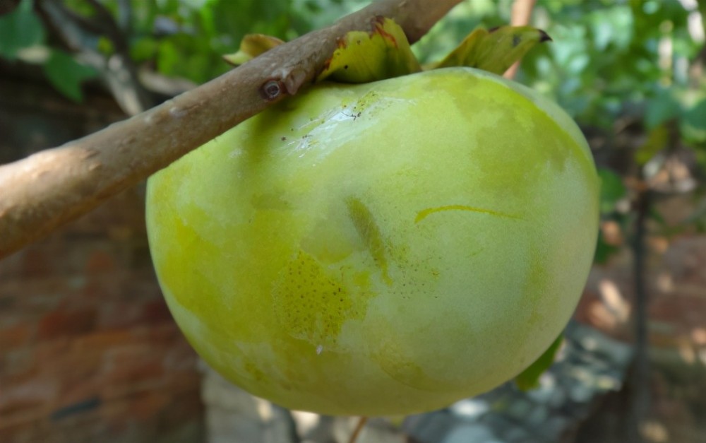 水果|医生提醒：这4种水果已被世卫组织拉黑，再美味也别碰，没开玩笑