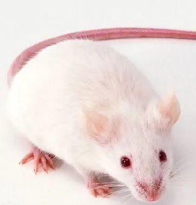 动物模型|动物模型确定新靶点，乙肝代表性进展，主要集于小鼠模型中