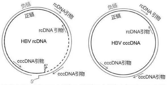 动物模型|动物模型确定新靶点，乙肝代表性进展，主要集于小鼠模型中