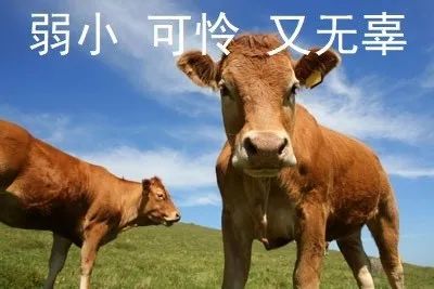 养牛|吃我的肉喝我的奶还不够？连打嗝放屁都要管？