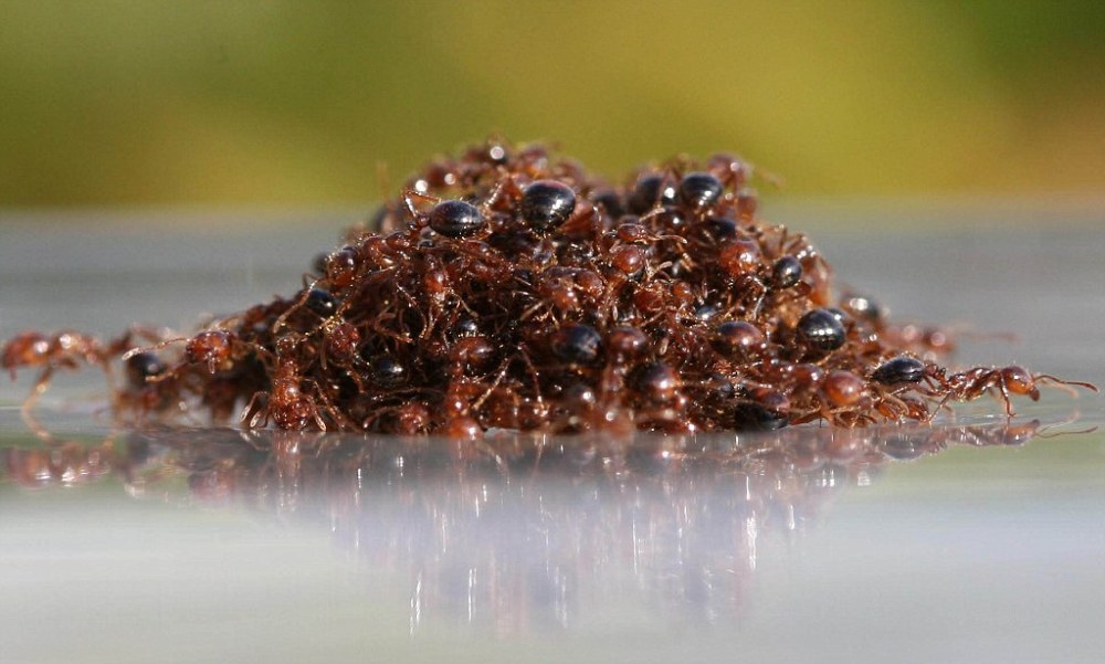 红火蚁侵入中国12省一窝30万只南方已经失守