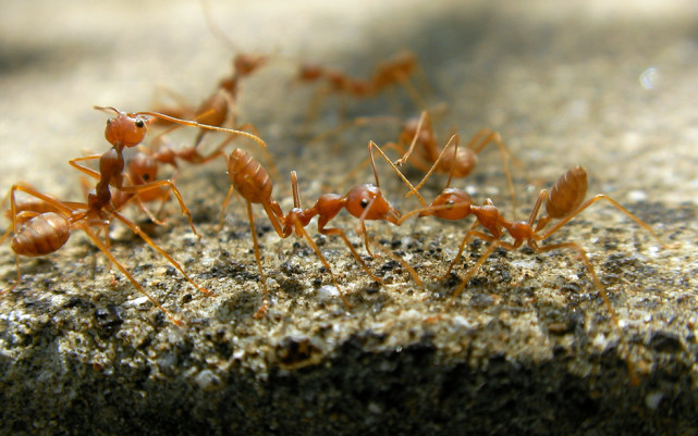 红火蚁|蚂蚁|工蚁|雄蚁|雌蚁