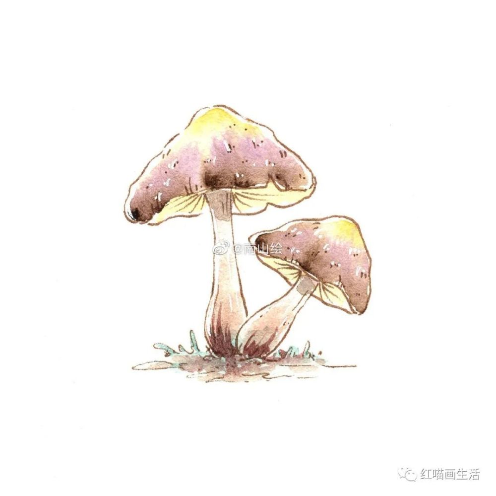 钢笔淡彩|南山绘老师又送来蘑菇啦_腾讯新闻