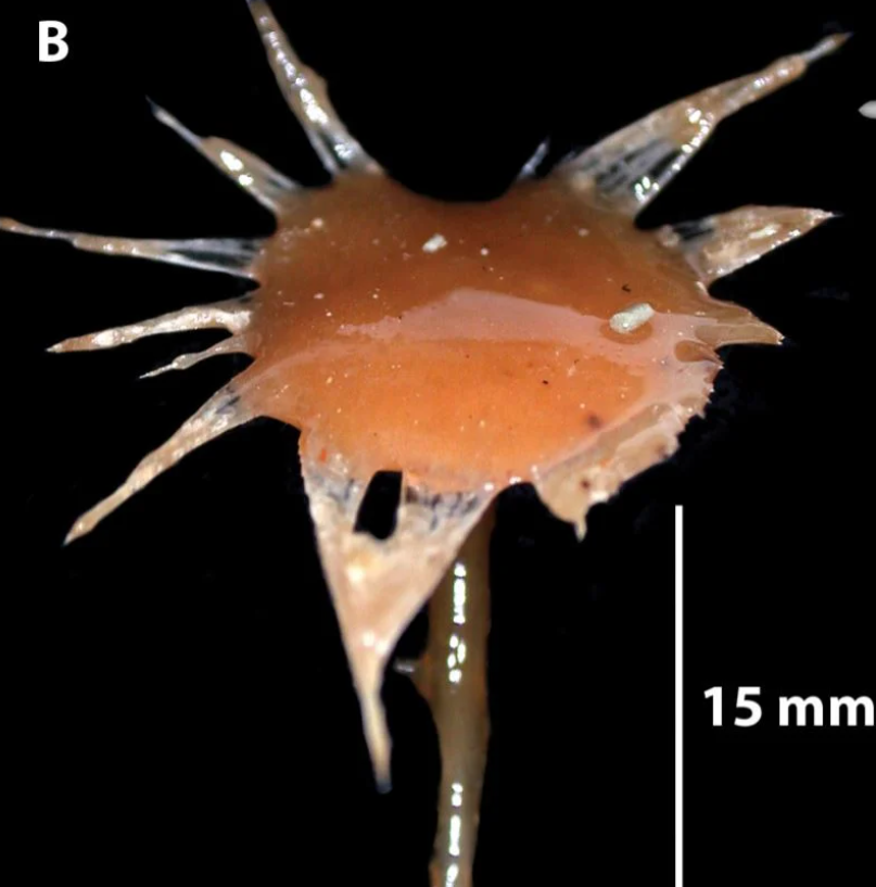 地球|南极冰层下890米，发现一个新生命世界，含22种身份不明生物