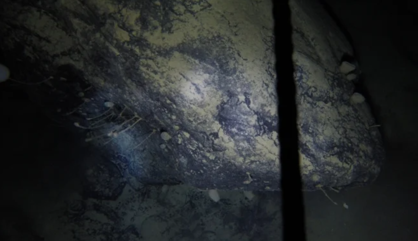 地球|南极冰层下890米，发现一个新生命世界，含22种身份不明生物