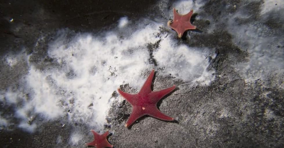 地球|南极冰层下890米，发现一个新生命世界，含22种身份不明生物