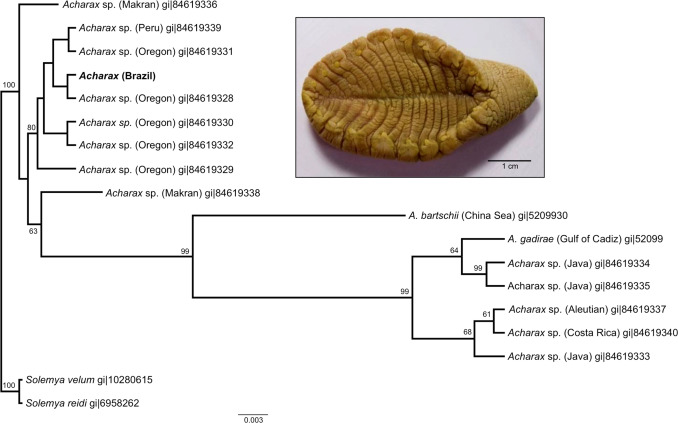 地球|南极冰层下890米，发现一个新生命世界，含22种身份不明生物