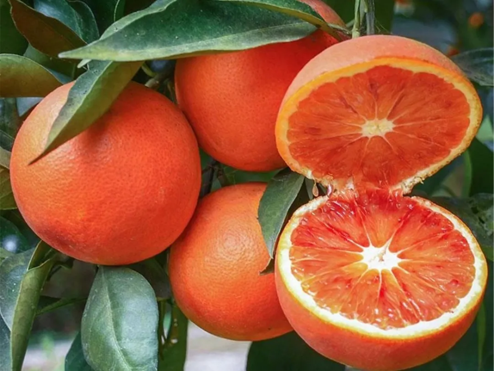 井研顺溜血橙井研水晶柑以上都是这段时间的应季柑橘看着是不是很馋那
