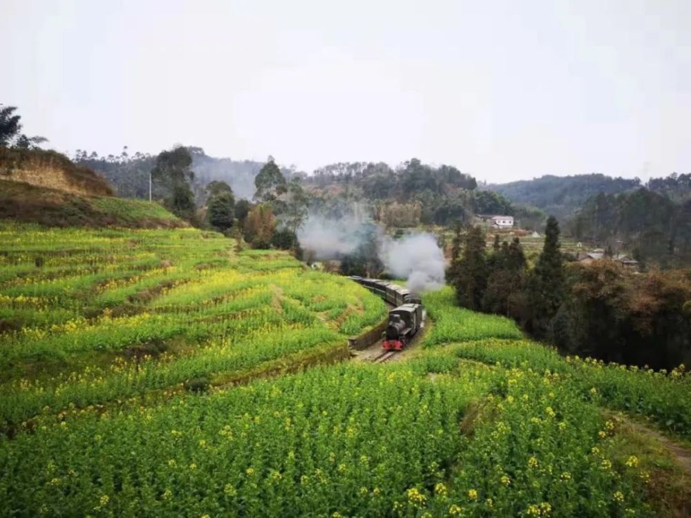 眉山小火车油菜花图片