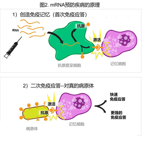 mrna疫苗|以色列将率先靠mRNA疫苗实现“群体免疫”