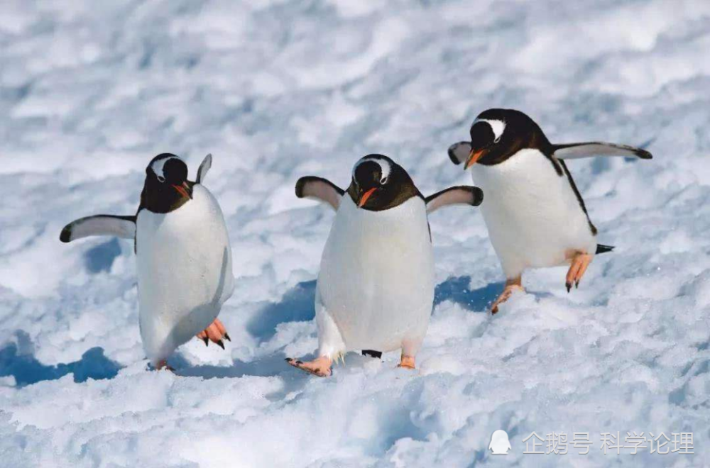 企鹅|企鹅走路摇摇晃晃，是聪明的表现，这么走最节能？