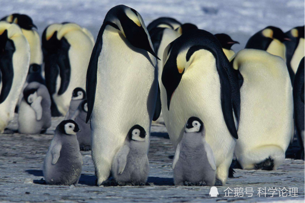 企鹅|企鹅走路摇摇晃晃，是聪明的表现，这么走最节能？