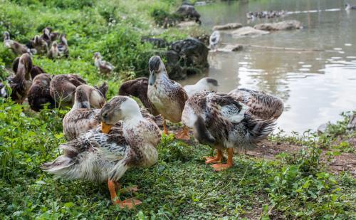 养鸭挣钱虽然辛苦,但是很适合疫情下的你我!_腾讯新闻