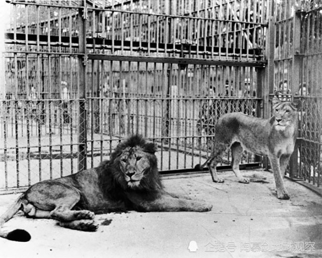 二戰末期日本屠殺全國動物園只有兩頭大象在名古屋被偷偷保住