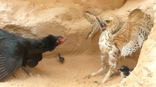 老鹰万万没想到母鸡竟然比它还勇猛这下尴尬了