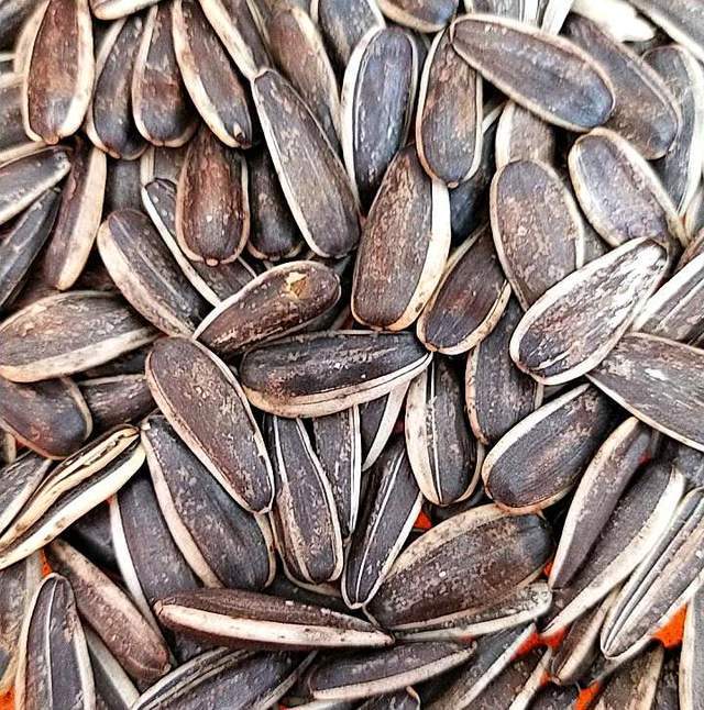 怎么用坚果壳养花呢?