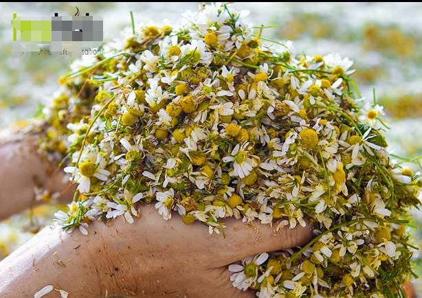 肝病|患上肝病这处会有气味，这个信号要警惕，别等肝病硬化癌变就晚了