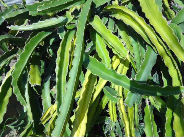 荒野维生野菜系列火龙果