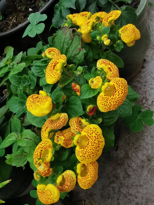 咱们在养护荷包花的时候,不要将水浇到花朵上,不然容易烂花.