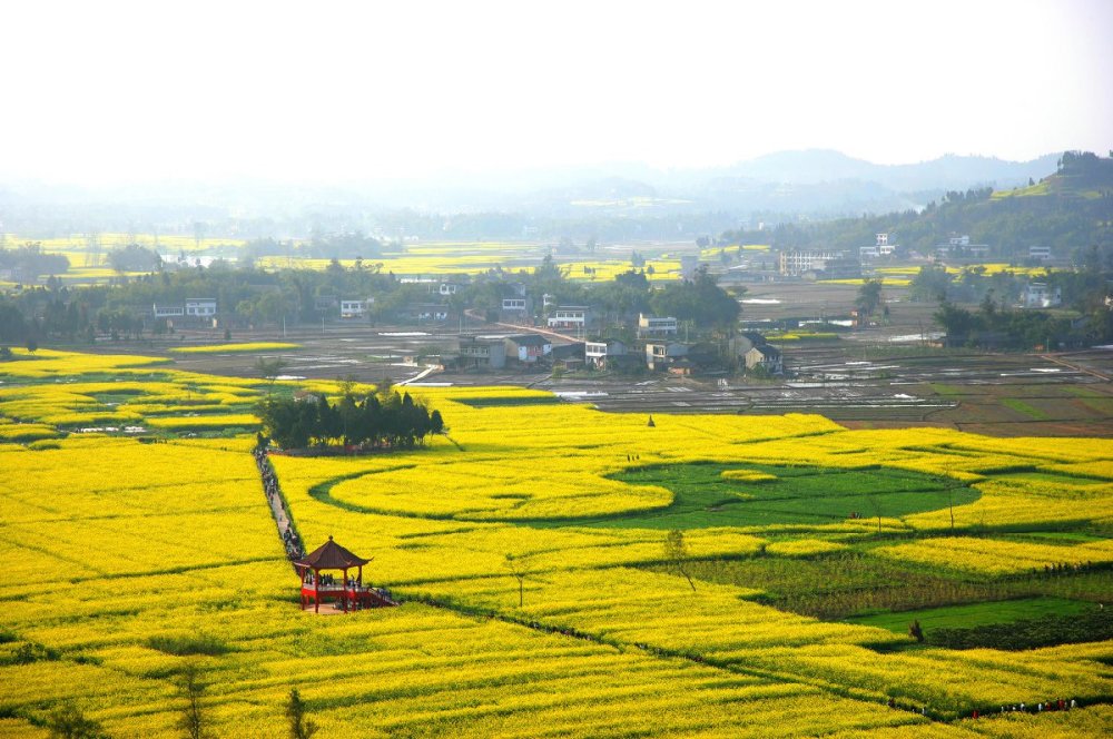 2021年重庆潼南菜花节将于2月26日开启_腾讯新闻