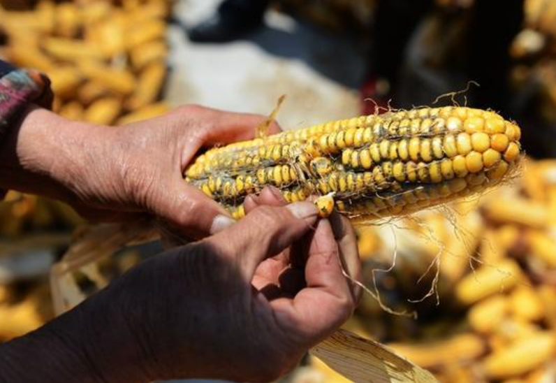 黄曲霉素|做好6件事，黄曲霉素离你远远的，肝癌不相见