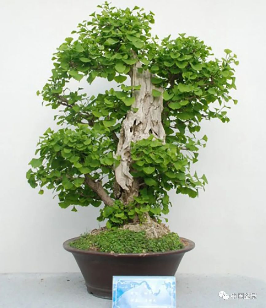 十大盆景名贵树种排名有柏类盆景松类盆景罗汉松盆景黄杨盆景榕树盆景