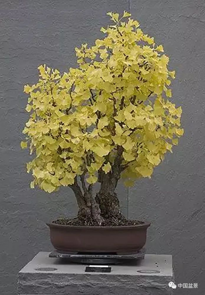 盆栽银杏树怎么养