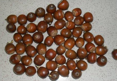 家乡若有此果,见到请拿袋装,它在古代是粮食,目前价值依然很高|果实